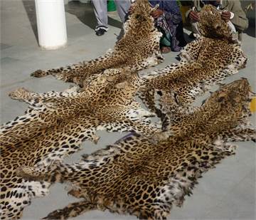 Buy Real African Leopard Skins Online at +44 7360 251004